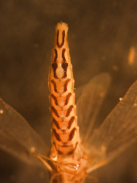 Siphlonurus occidentalis (Gray Drake) Mayfly Nymph from Crazy Beaver Spring in Montana