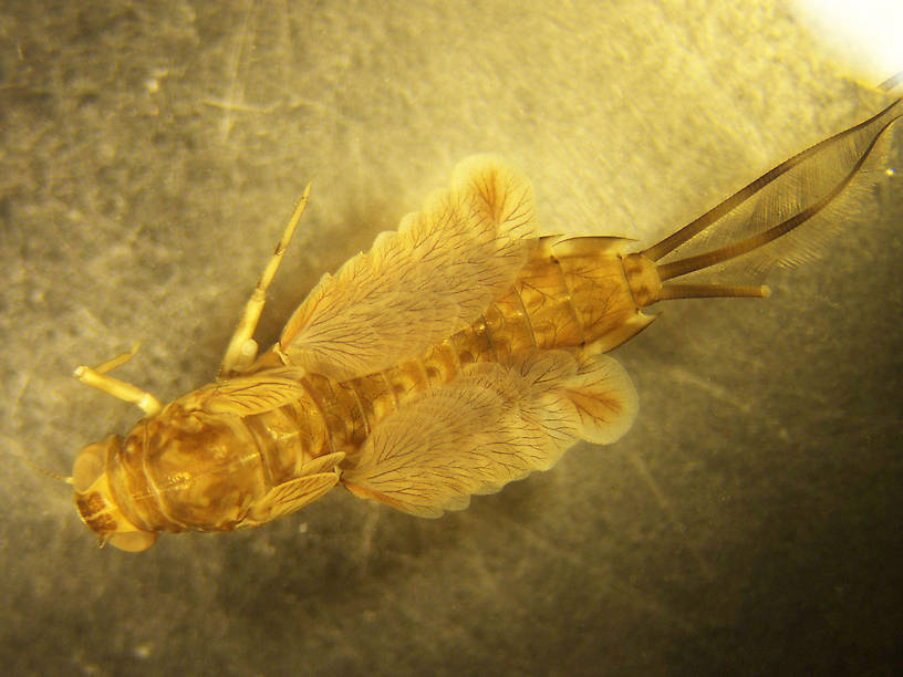 Siphlonurus phyllis (Gray Drake) Mayfly Nymph from Wetlands in Glacier National Park in Montana