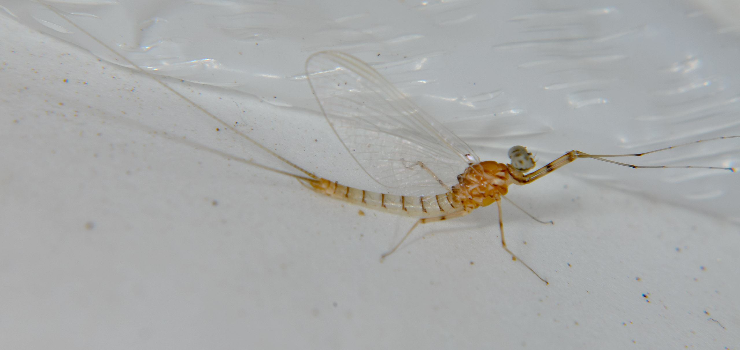 Male Epeorus albertae (Pink Lady) Mayfly Spinner from the Touchet River in Washington