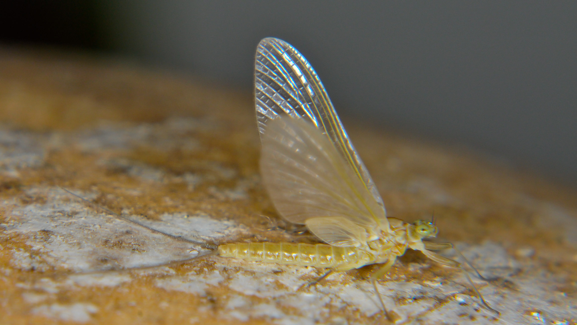 Female Epeorus albertae (Pink Lady) Mayfly Dun from the Touchet River in Washington