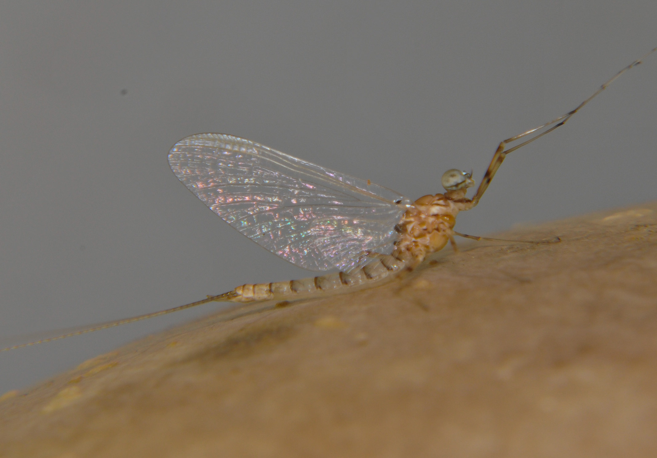 Male Epeorus albertae (Pink Lady) Mayfly Spinner from the Touchet River in Washington