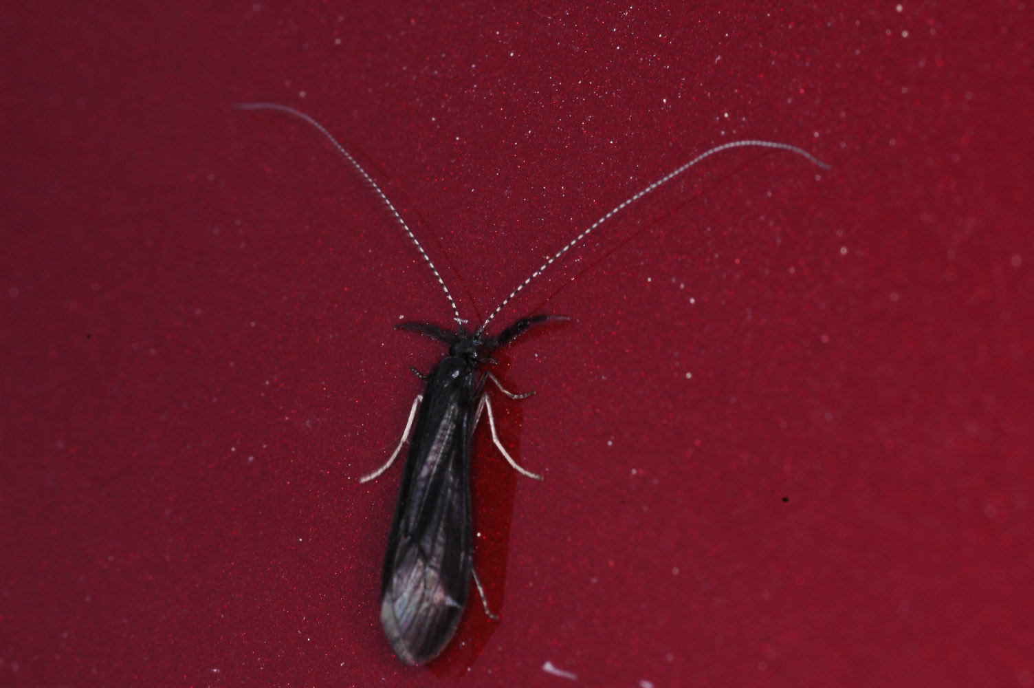Mystacides alafimbriata (Black Wing Long-Horned Sedge) Caddisfly Adult from Ninepipes Reservoir in Montana