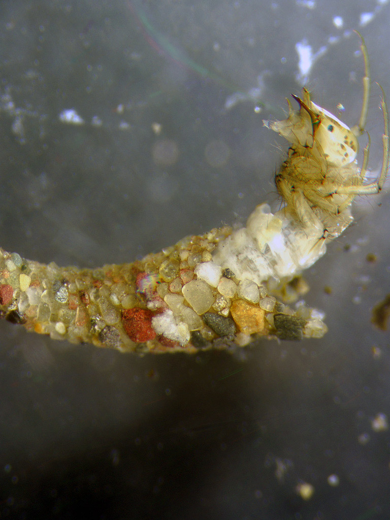 Oecetis (Long Horn Sedges) Caddisfly Nymph from the Flathead River-lower in Montana