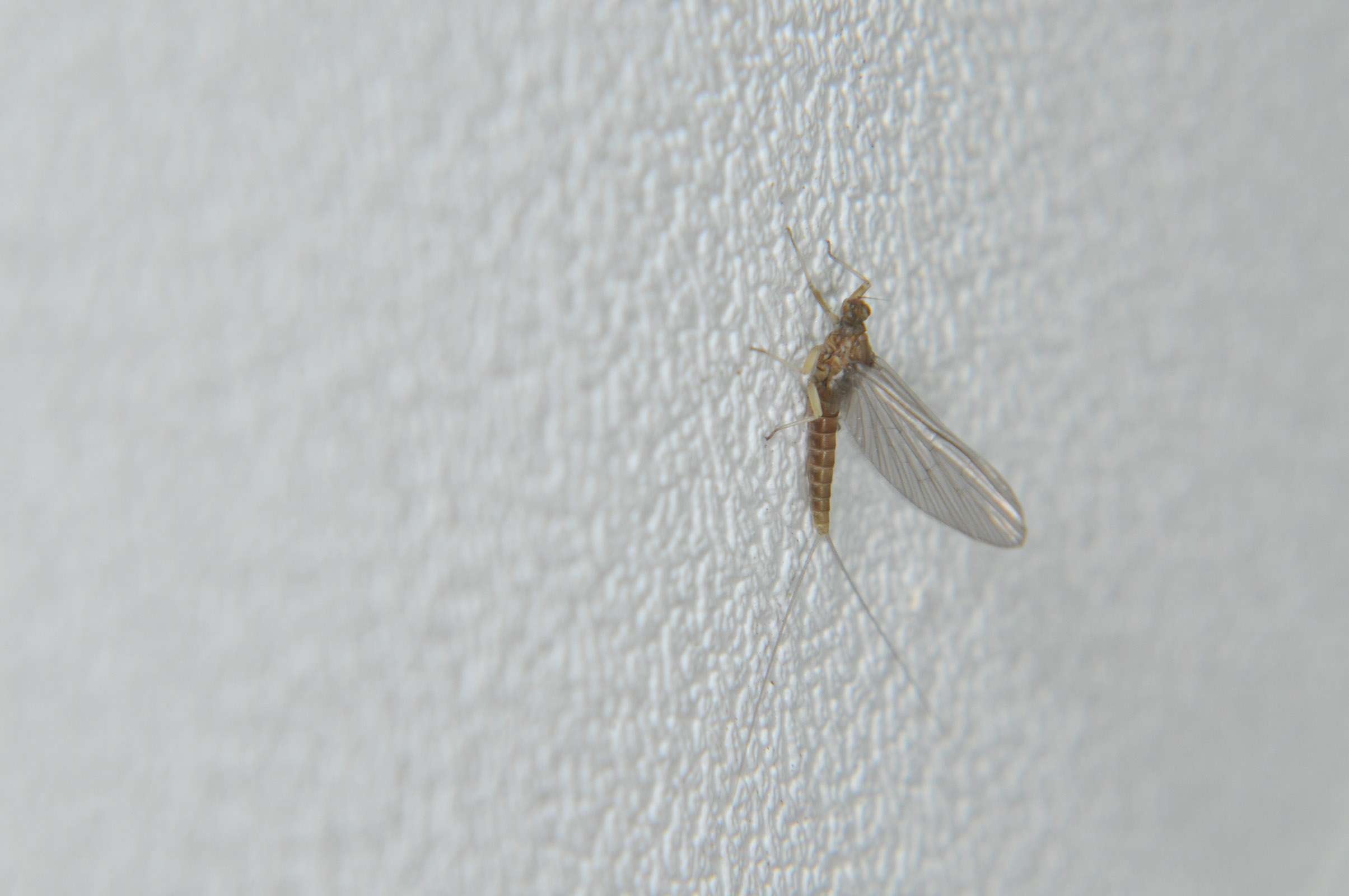 Female Baetis (Blue-Winged Olives) Mayfly Dun from the Touchet River in Washington