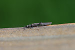 Perlomyia utahensis (Little Black Needlefly) Stonefly Adult from Roy's Creek in Montana