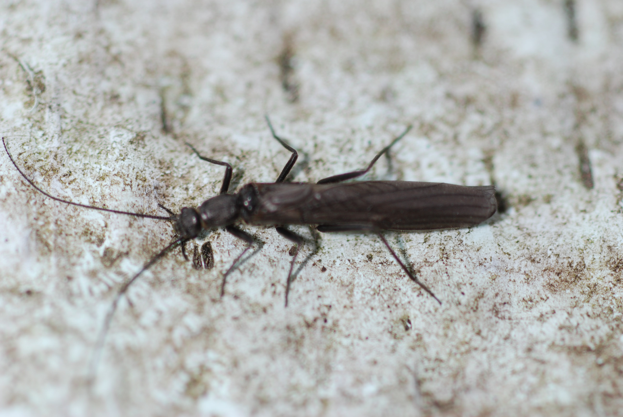 Perlomyia utahensis (Little Black Needlefly) Stonefly Adult from Roy's Creek in Montana