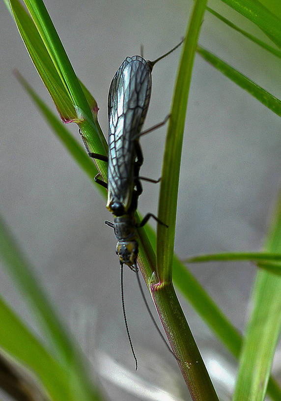 Paraperla wilsoni (Sallfly) Stonefly Adult from Flathead Lake in Montana