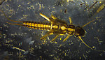 Isoperla (Stripetails and Yellow Stones) Stonefly Nymph from the Kwethluk River in Alaska