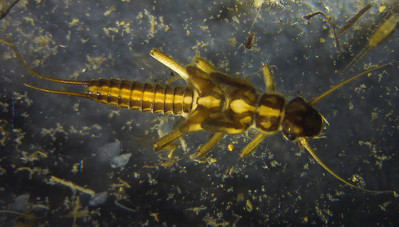 Isoperla (Stripetails and Yellow Stones) Stonefly Nymph from the Kwethluk River in Alaska