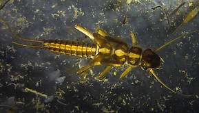 Isoperla (Stripetails and Yellow Stones) Stonefly Nymph