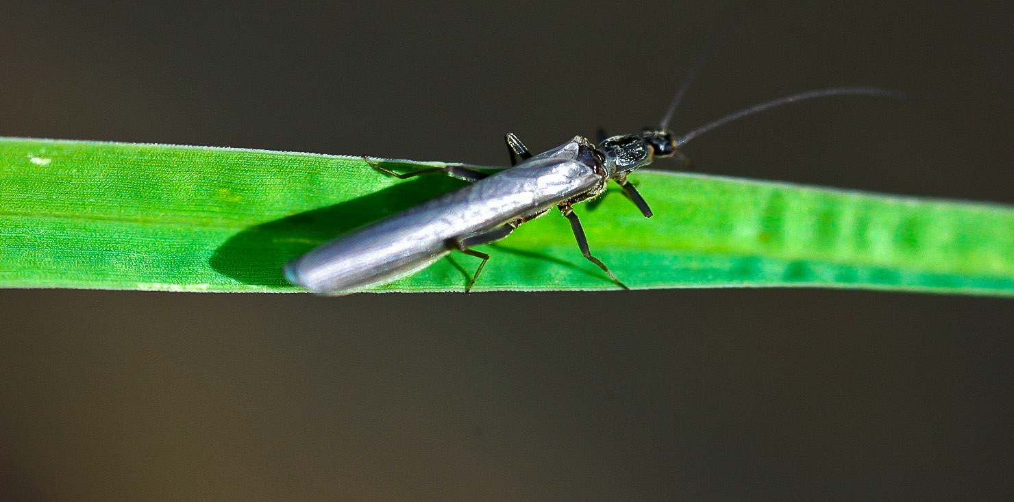 Perlomyia utahensis (Little Black Needlefly) Stonefly Adult from Yellow Bay Creek in Montana