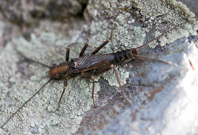 Male Skwala (Large Springflies) Stonefly Adult from the Jocko River in Montana