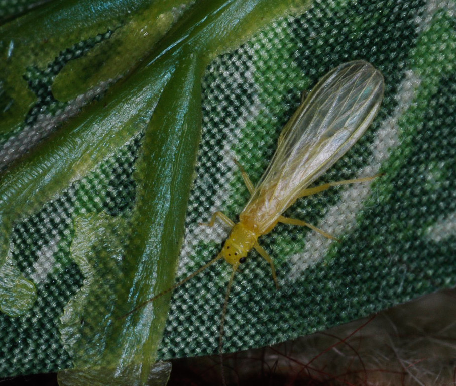 Sweltsa (Sallflies) Stonefly Adult from Lolo Creek in Montana