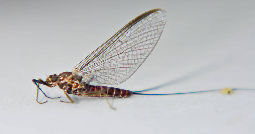 Female Rhithrogena Mayfly Spinner from the Touchet River in Washington