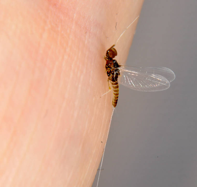 Male Baetis (Blue-Winged Olives) Mayfly Spinner from the Touchet River in Washington