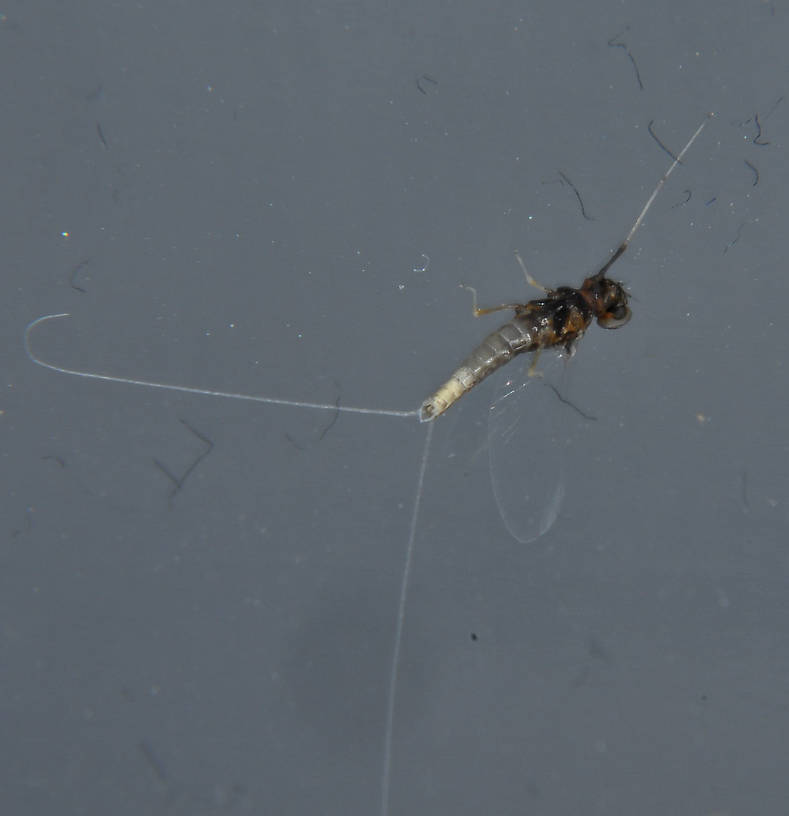 Male Baetis (Blue-Winged Olives) Mayfly Spinner from the Touchet River in Washington