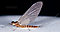 Female Cinygmula ramaleyi (Small Western Gordon Quill) Mayfly Dun