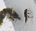 Cinygma (Western Light Cahills) Mayfly Nymph from Swamp Creek in Oregon