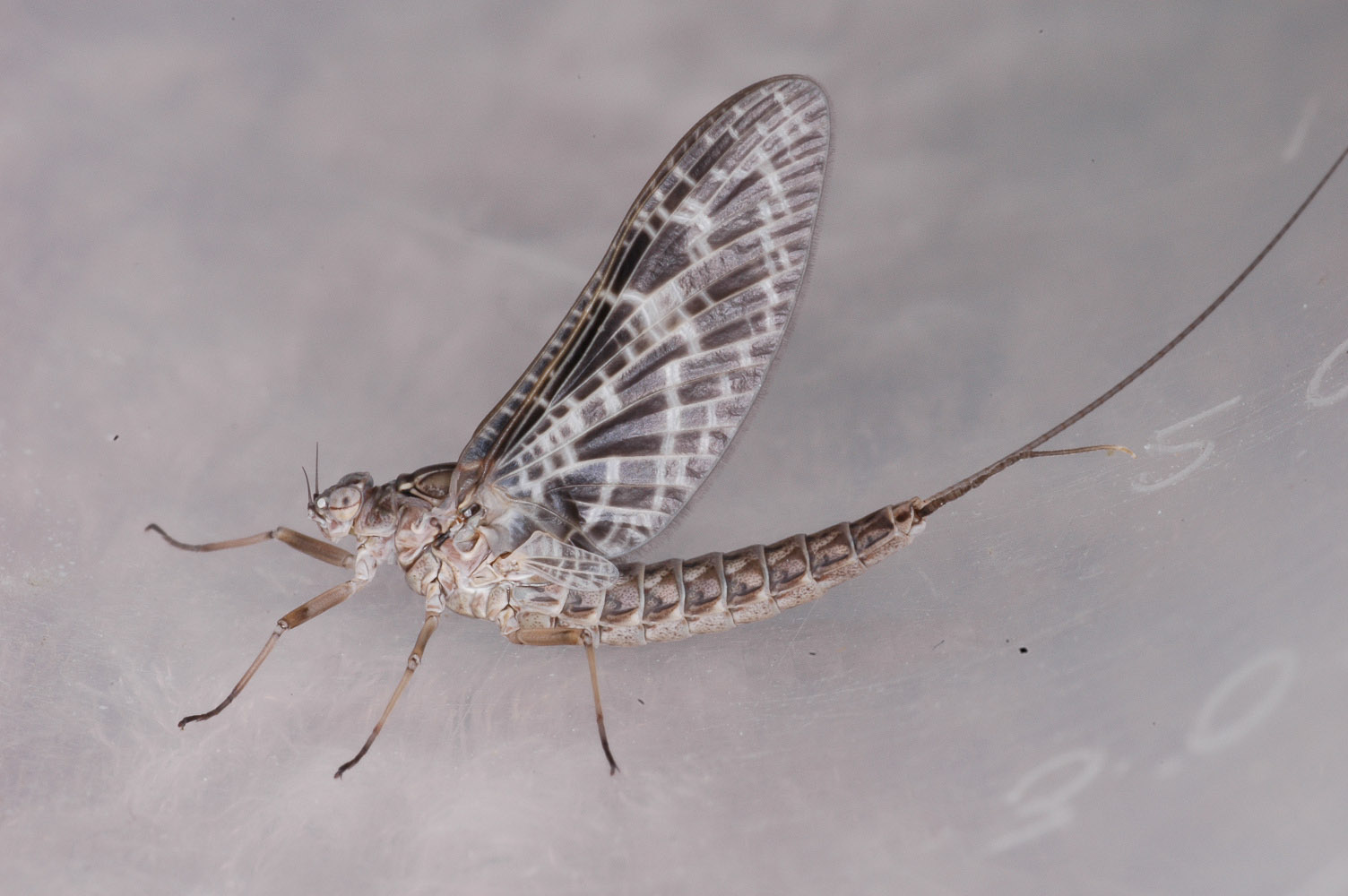 Female Callibaetis (Speckled Spinners) Mayfly Dun from Flathead Lake in Montana