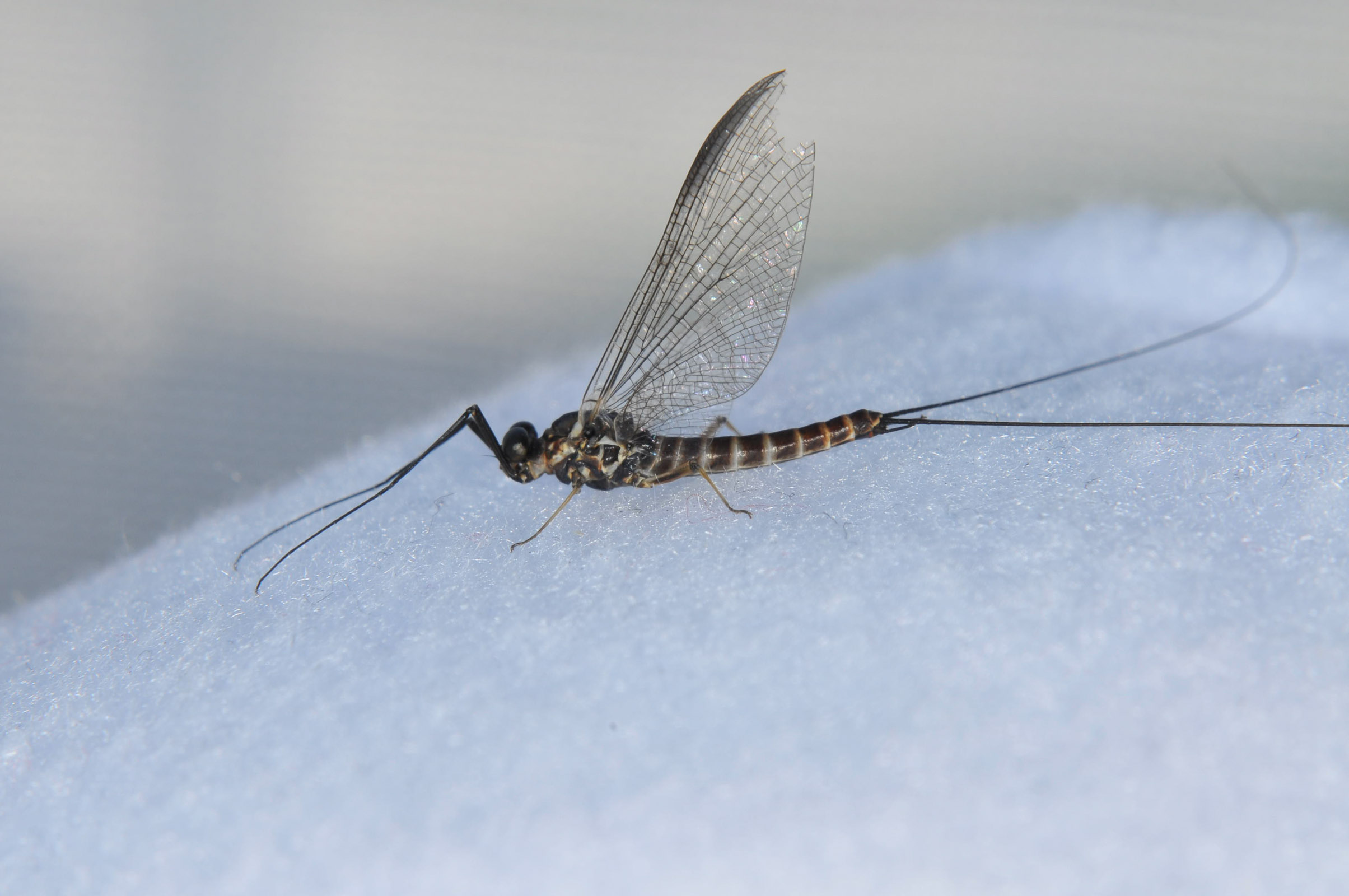 Male Rhithrogena robusta Mayfly Spinner from the Touchet River in Washington