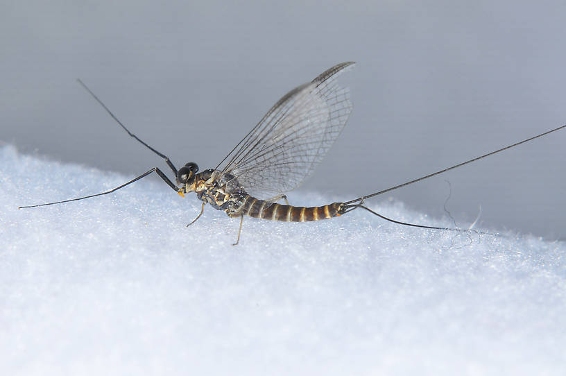 Male Rhithrogena robusta Mayfly Spinner from the Touchet River in Washington