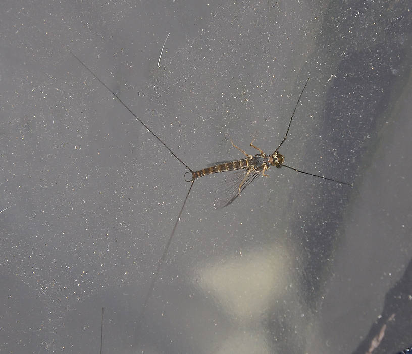 Rhithrogena robusta Mayfly Spinner from the Touchet River in Washington