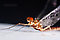 Male Ephemerella aurivillii  Mayfly Spinner