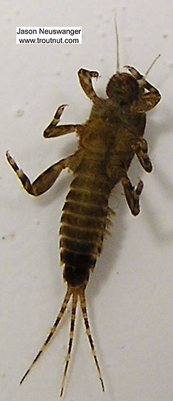 Ephemerella (Hendricksons, Sulphurs, PMDs) Mayfly Nymph from unknown in Wisconsin