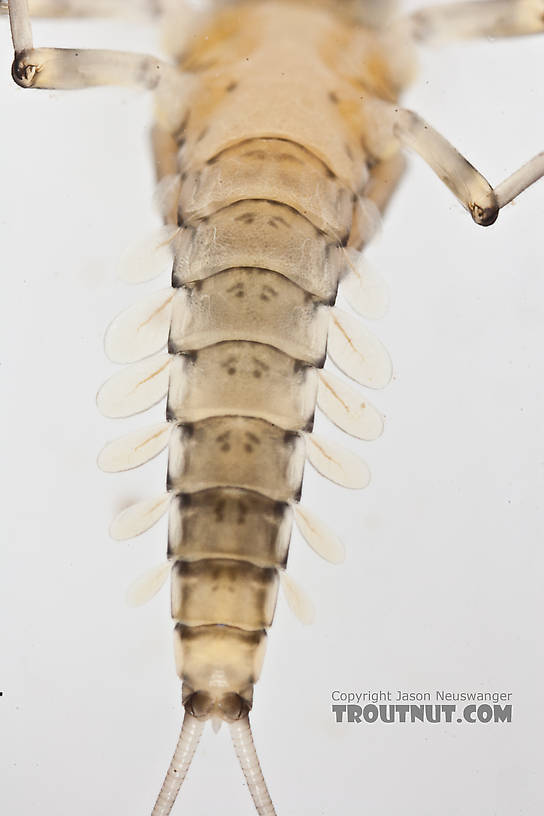 Male Baetidae (Blue-Winged Olives) Mayfly Nymph from the Gulkana River in Alaska