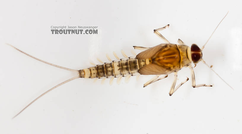 Male Baetidae (Blue-Winged Olives) Mayfly Nymph from the Gulkana River in Alaska