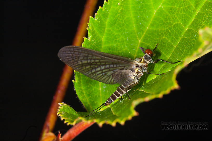 Male Drunella doddsii (Western Green Drake) Mayfly Dun from the Gulkana River in Alaska