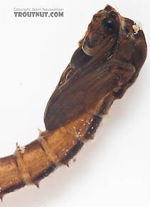 Chironomidae (Midges) Midge Pupa from the Gulkana River in Alaska