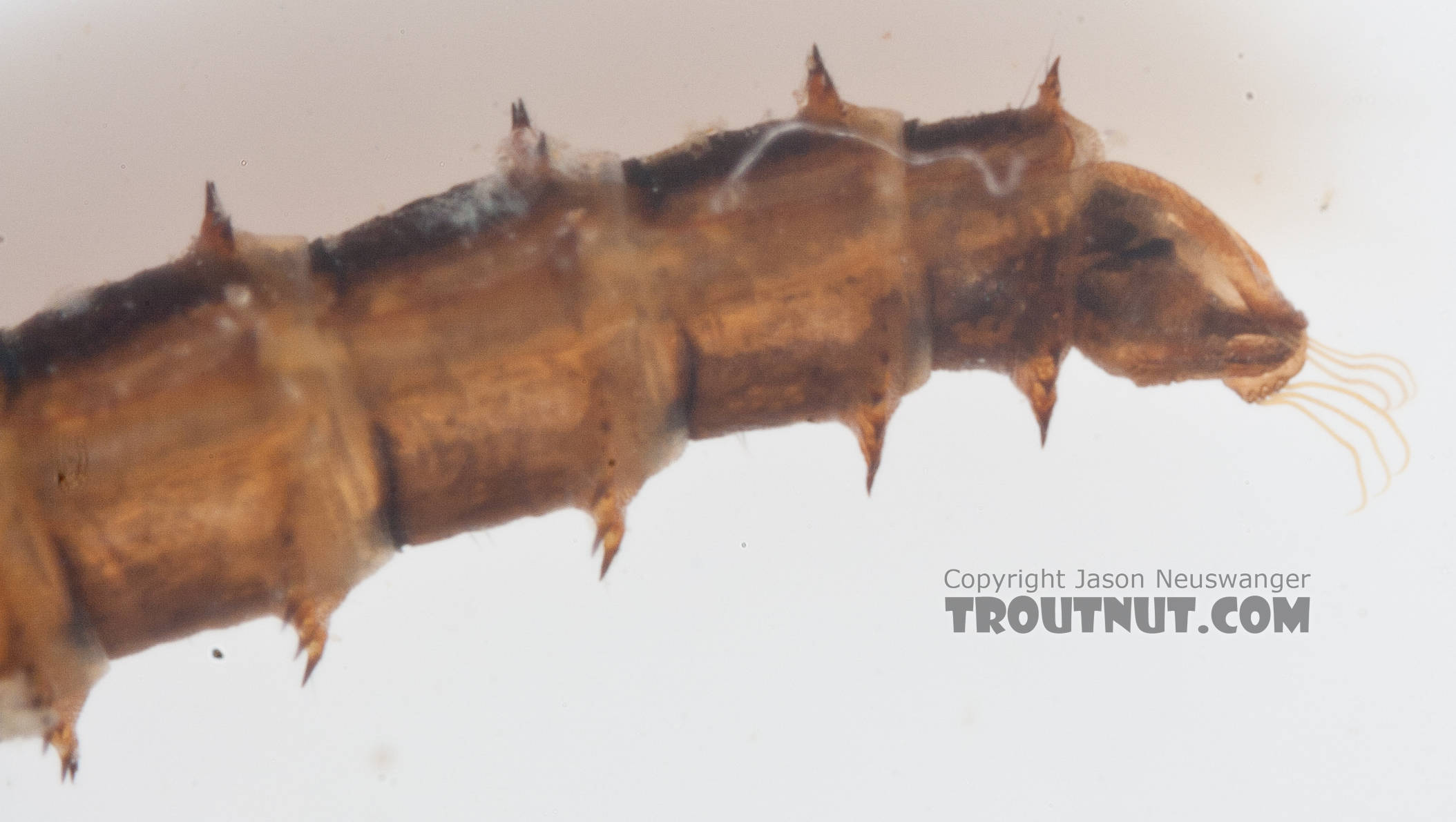 Chironomidae (Midges) Midge Pupa from the Gulkana River in Alaska
