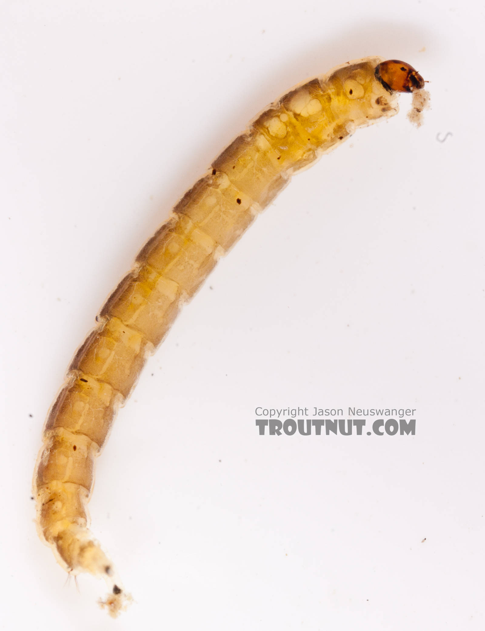 Chironomidae (Midges) Midge Larva from the Gulkana River in Alaska