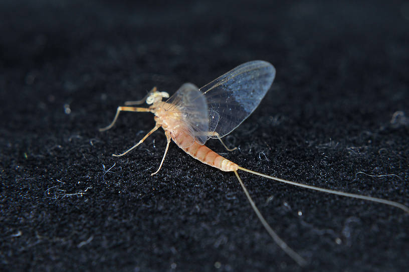 Female Epeorus longimanus (Slate Brown Dun) Mayfly Spinner from the Touchet River in Washington