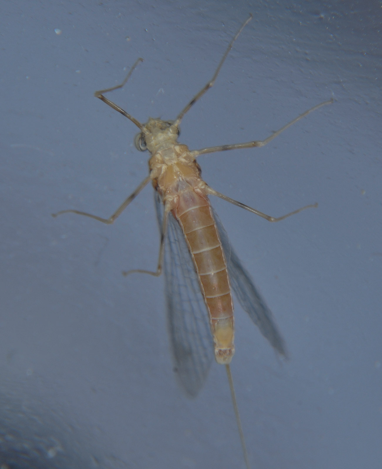 Female Epeorus longimanus (Slate Brown Dun) Mayfly Spinner from the Touchet River in Washington