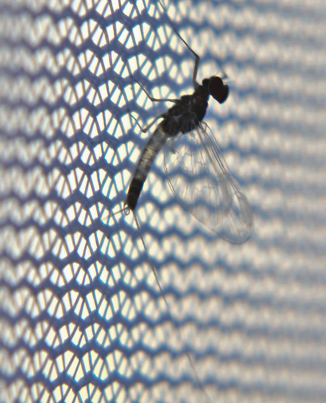 Male Acentrella turbida (Tiny Blue-Winged Olive) Mayfly Spinner from the Touchet River in Washington