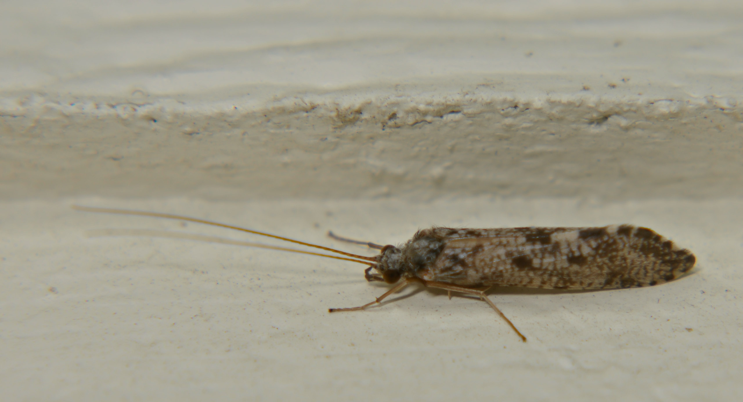 Hydropsychidae Caddisfly Adult from the Touchet River in Washington