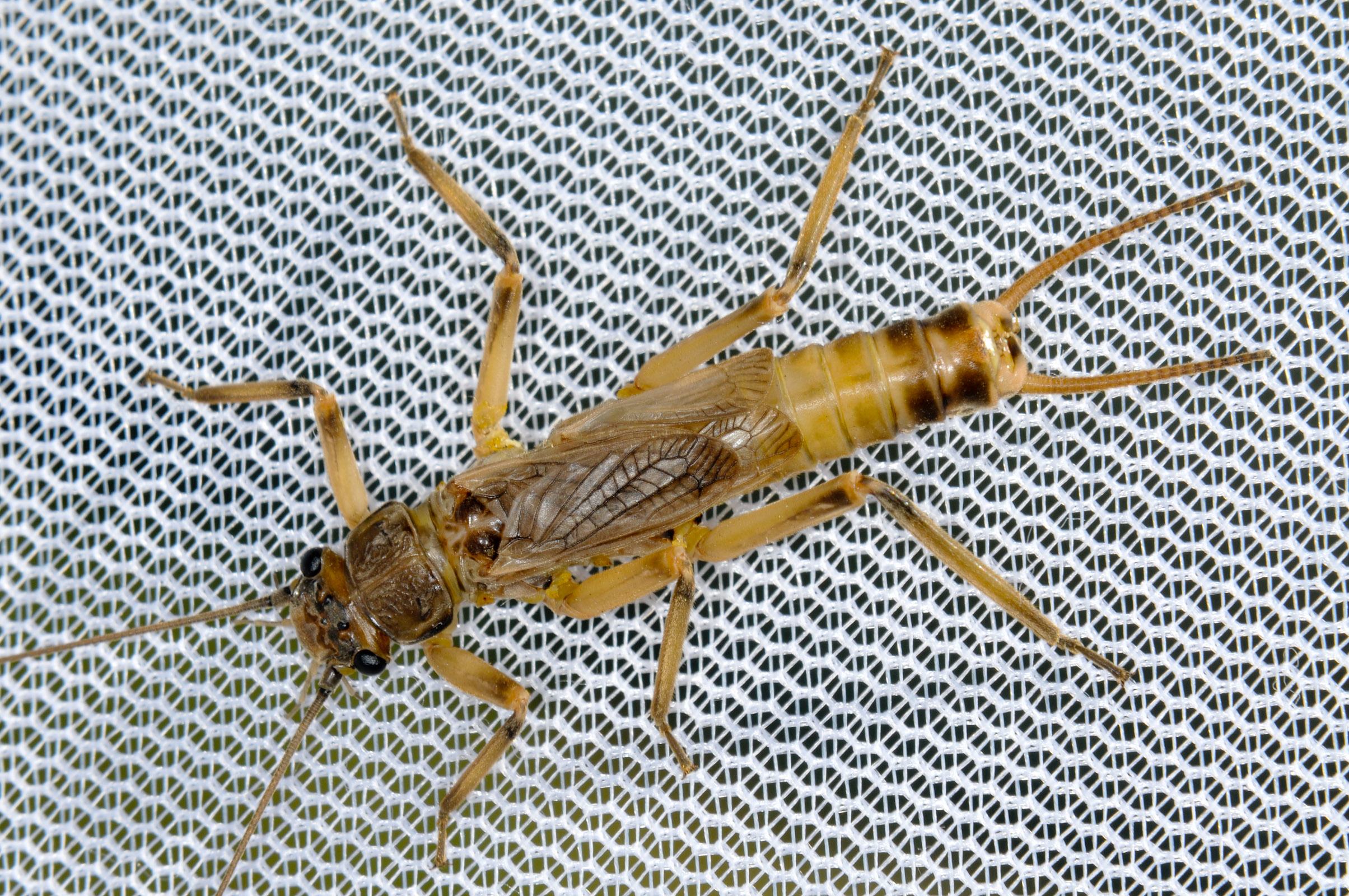 Male Claassenia sabulosa (Golden Stone) Stonefly Adult from the Touchet River in Washington