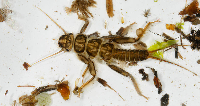 Calineuria californica (Golden Stone) Stonefly Nymph from the Touchet River in Washington