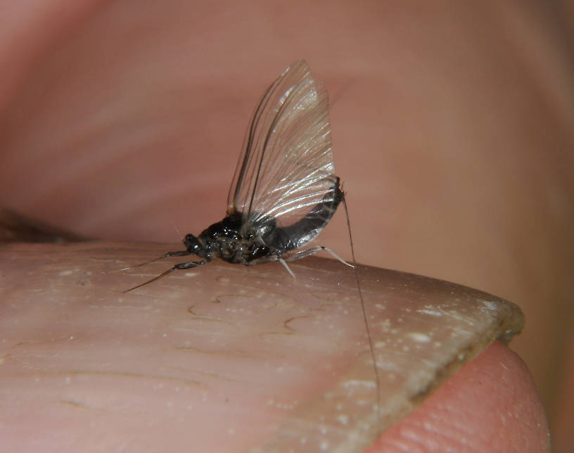 Male Tricorythodes (Tricos) Mayfly Spinner from the Touchet River in Washington