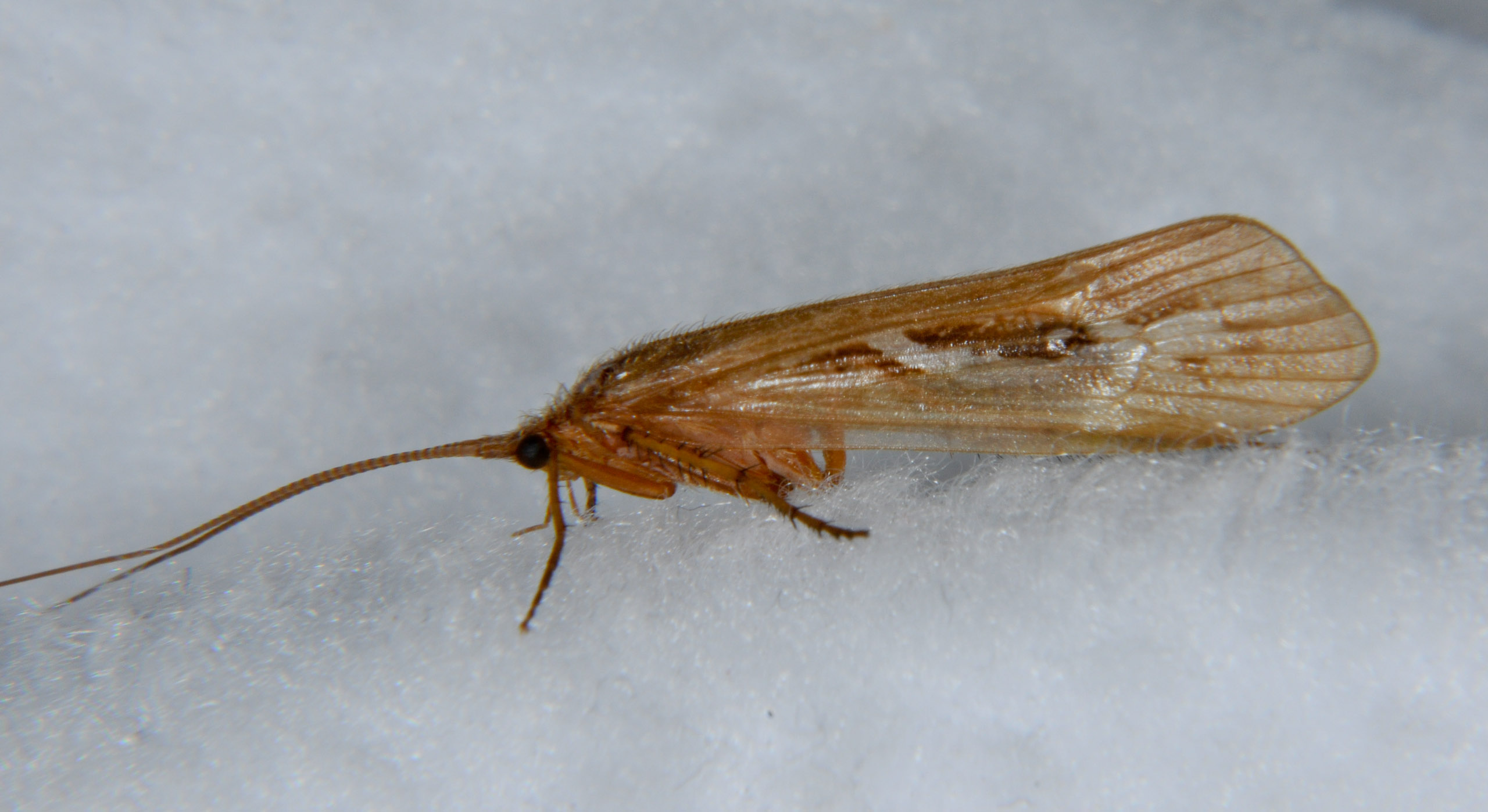 Limnephilus externus (Summer Flier Sedge) Caddisfly Adult from the Touchet River in Washington