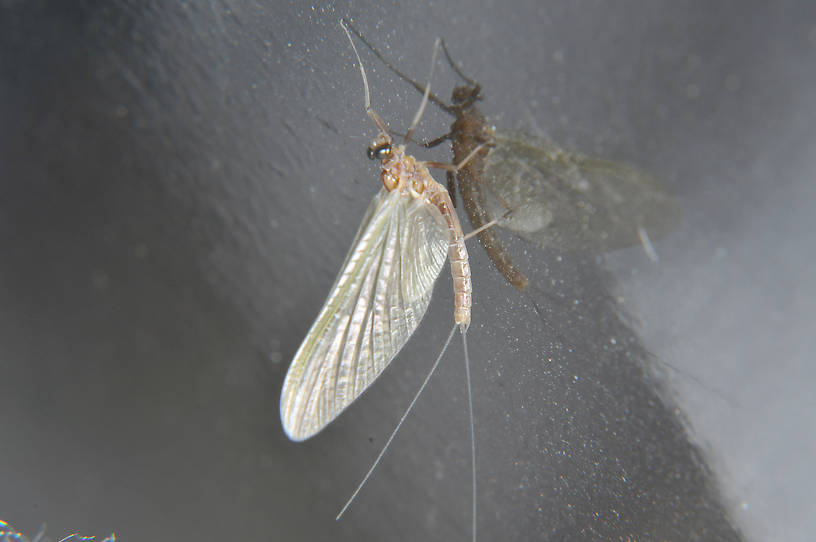 Male Cinygmula ramaleyi (Small Western Gordon Quill) Mayfly Adult from the Touchet River in Washington