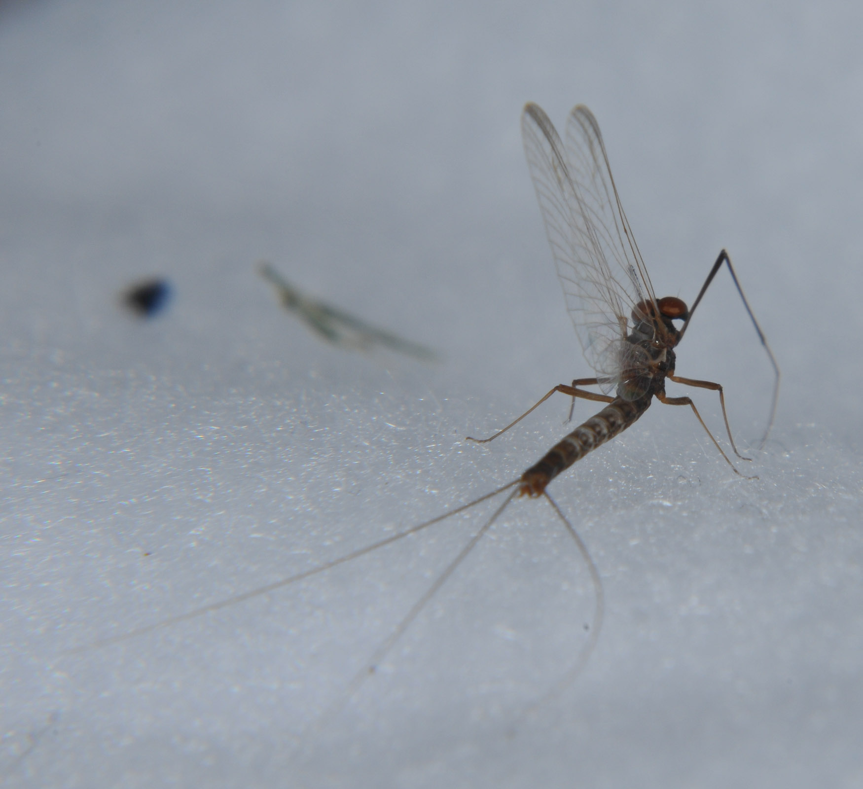 Male Paraleptophlebia bicornuta (Mahogany Dun) Mayfly Spinner from the Touchet River in Washington