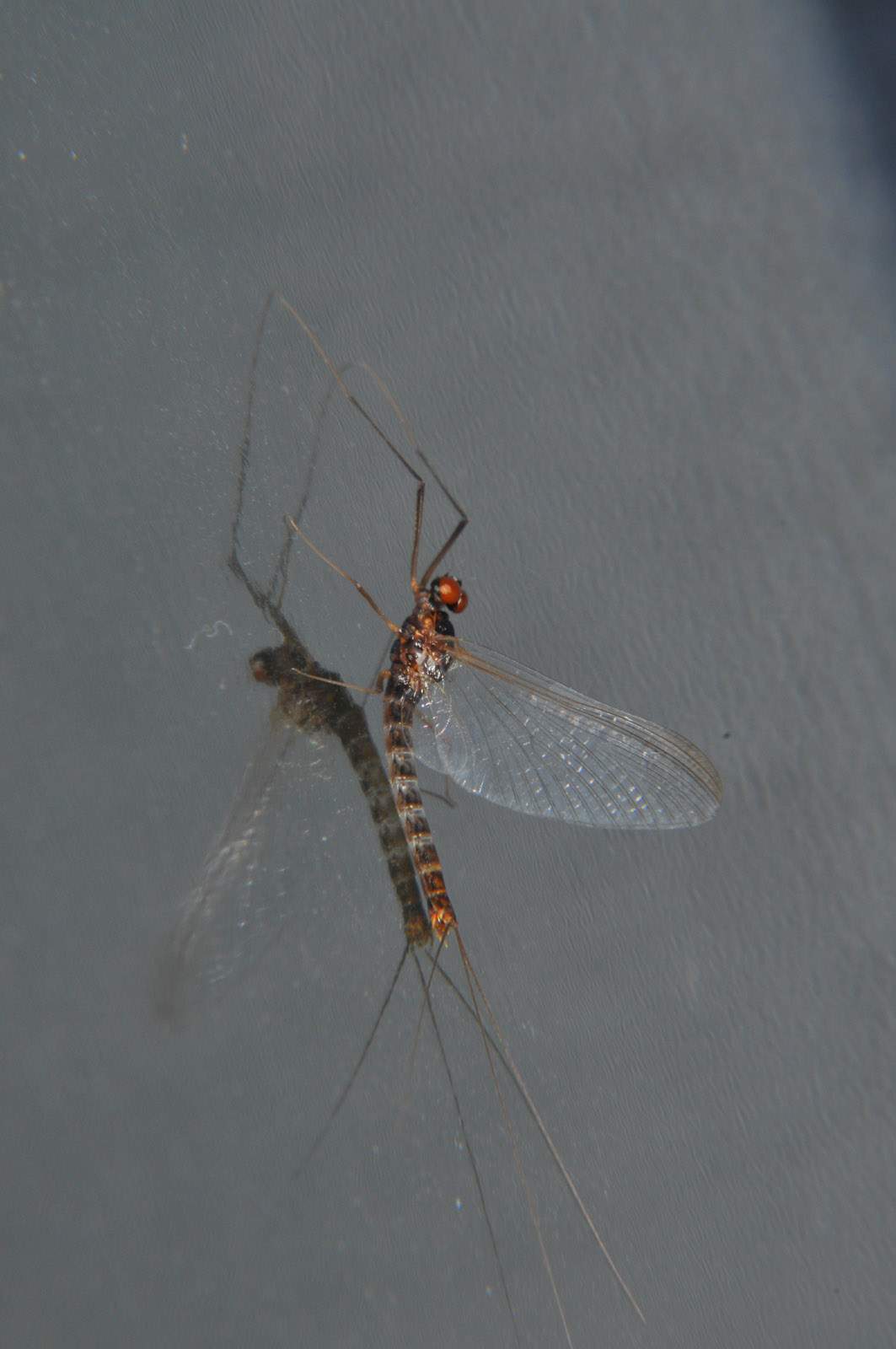 Male Paraleptophlebia bicornuta (Mahogany Dun) Mayfly Spinner from the Touchet River in Washington