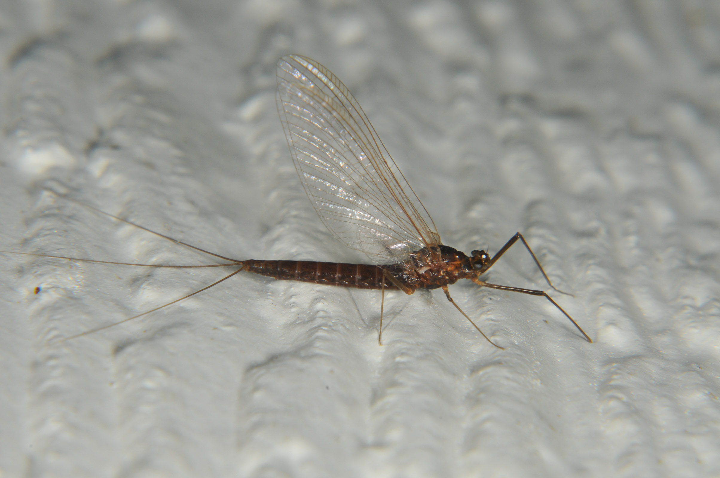 Female Paraleptophlebia bicornuta (Mahogany Dun) Mayfly Spinner from the Touchet River in Washington
