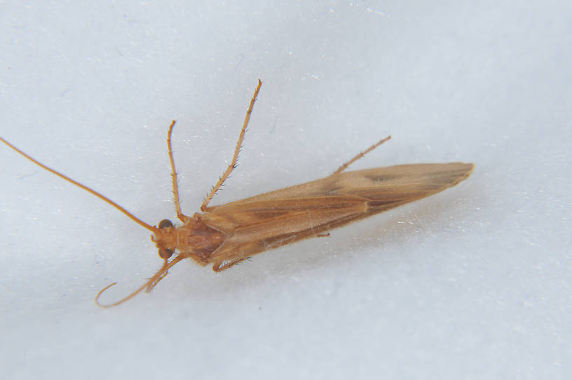 Onocosmoecus unicolor (Great Late-Summer Sedge) Caddisfly Adult from the Touchet River in Washington