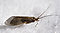 Female Brachycentrus americanus (American Grannom) Caddisfly Adult