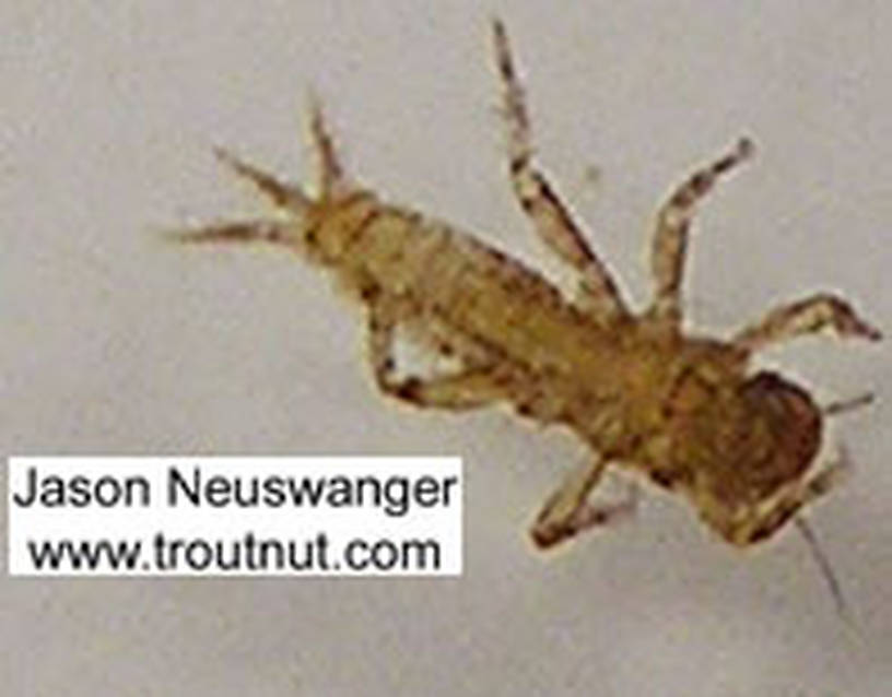 Ephemerellidae (Hendricksons, Sulphurs, PMDs, BWOs) Mayfly Nymph from unknown in Wisconsin