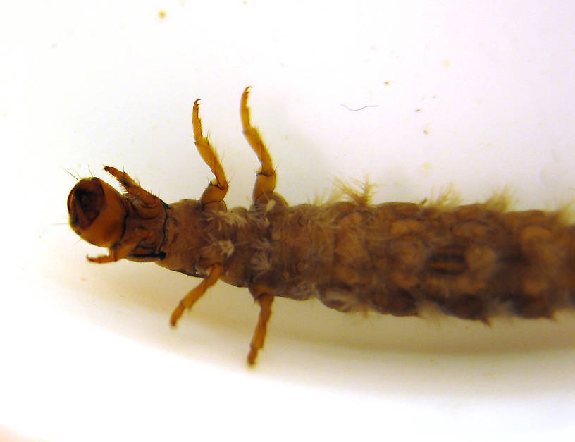 Hydropsyche californica (Spotted Sedge) Caddisfly Larva from the Lower Yuba River in California